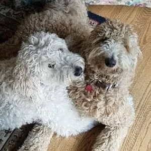 Meet your Posher, Lynda